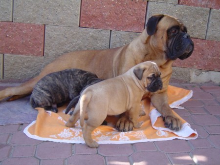 ROTT-BULL