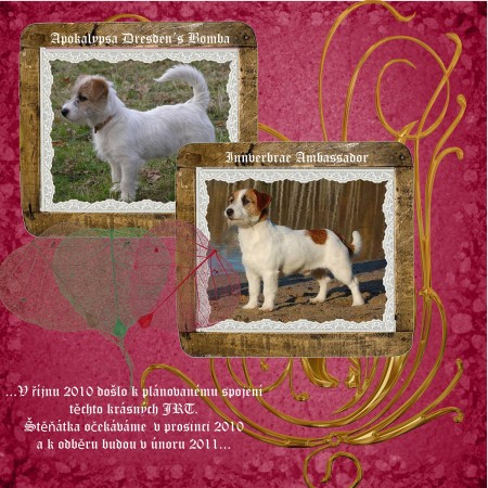 Prodám štěňátka Jack Russell Terrier s PP