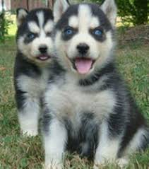 Sibirský husky -