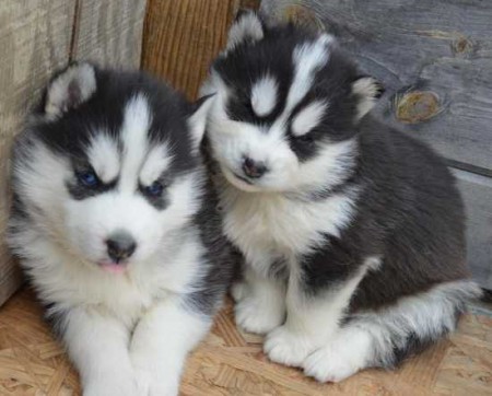 rozkon sibisk husky
