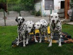 Vet�elec