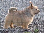 CH.J.CH.CH.DUNDALITO  Zamlicze-barva grizzly