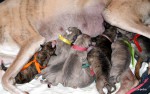 nab�z�me �t���tka vipeta (whippet) �pi�kov� kvality