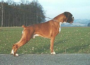 Boxer