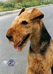 Erdelterier - Airedaleterrier