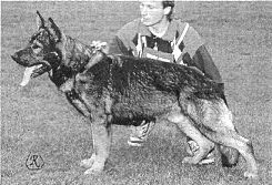 Nejrozšířenějším plemenem u Policie ČR je německý ovčák - na obrázku úspěšný předek mnoha služebních psů - Grim z PS.