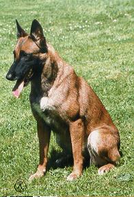 Belgick ovk malinois