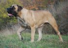 Boerboel