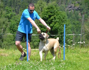 Sraz pznivc bordeauxskch dog