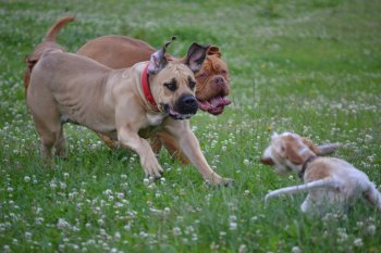 Sraz pznivc bordeauxskch dog