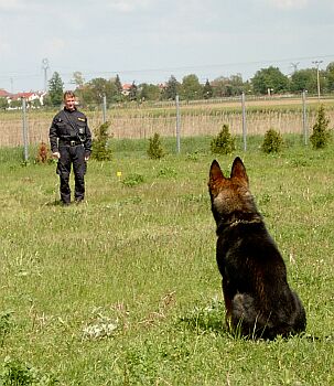 Cviky sedni, lehni, vsta se provd posuky na dlku.