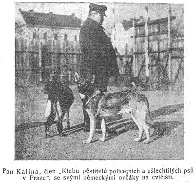 Pan Kalina se svými německými ovčáky na cvičišti