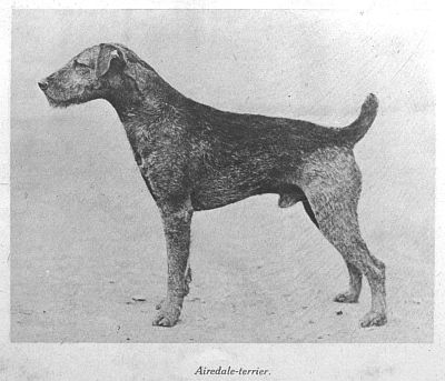 Airedateterrier