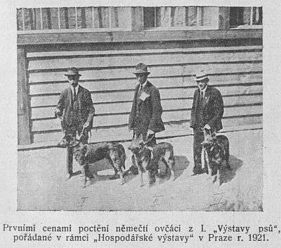 Ovci z prvn vstavy ps v Praze 1921