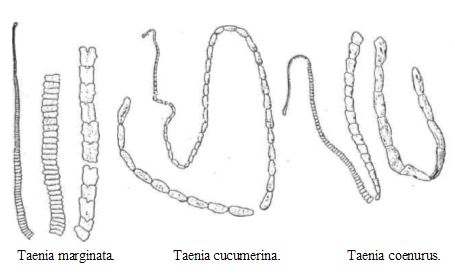 Cizopasníci ve střevě