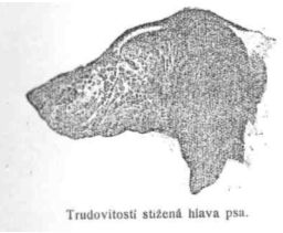 Trudovitost stien hlava psa