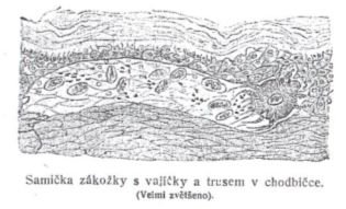 Samika zkoky s vajky a trusem v chodbice