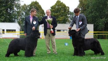 Newfoundland Bohemia Cup