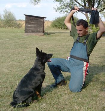 K (koist) pohybujeme ped psem a sname se vzbudit jeho zjem