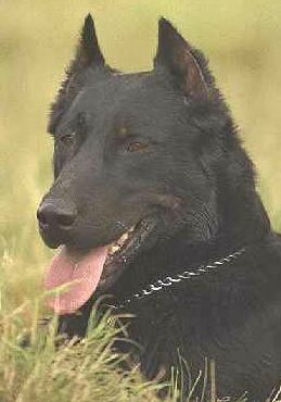 Kuprovan beauceron