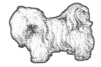 Tsvetnaya bolonka - Barevný boloňský psík