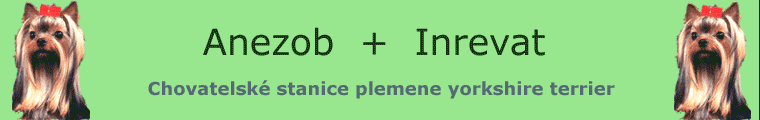 Anezob + Inrevat - Chovatelsk stanice plemene jorkirsk terir