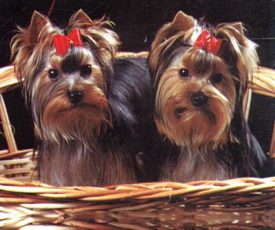 yorkshire terrier - tata