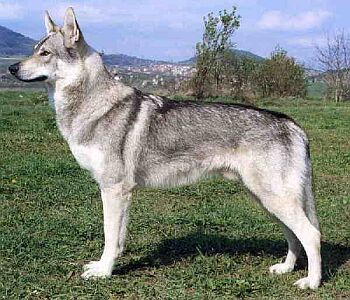 eskoslovensk vlk