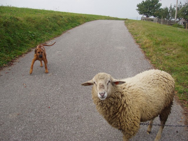 Vincent a oveka