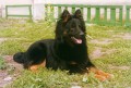 Chodský pes Lesko Bryvilsár