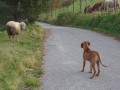 Vincent a ovečka