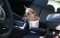 autosedačka pro psy