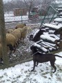 S ovečkama