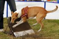 Jim a flyball
