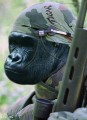 gorila terorista