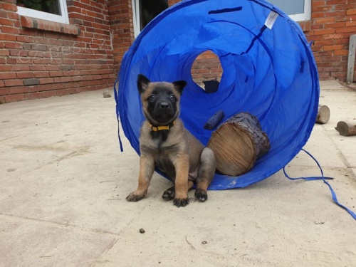 štěňata belgických malinois zoufale hledají nové domy