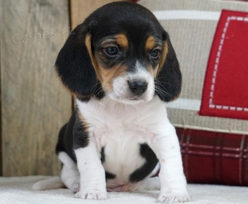 štěňata beagle Tato štěňata jsou dobře vyškolená a přátelská děti a další domácí mazlíčci. budou pro vás skvělým společníkem rodina.