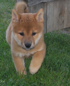 Rodina chovala štěňata shiba inu k adopci Štěňata jsou registrována a mají první očkování a odčervení.