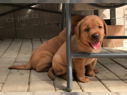 štěňata labradora hledající nové domovy co nejdříve