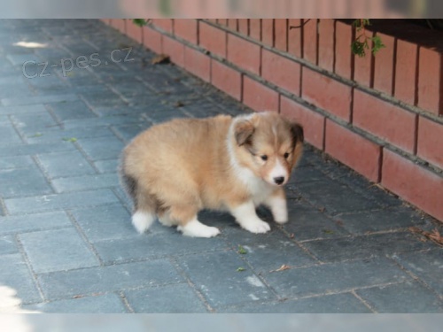 (samci a samice) štěňata sheltie ve věku 12 týdnů k adopci