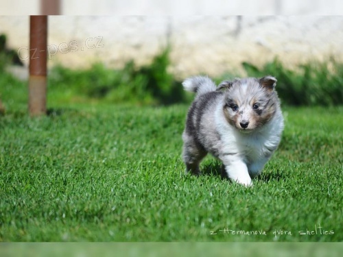 K dispozici jsou štěňata shetlandských ovčáků (Sheltie)