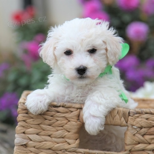 Štěňata Bichon Frise