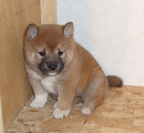 AKC zaregistrován Shiba Inu štěňata na prodej
