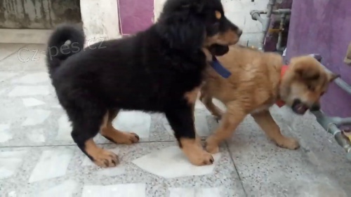intelligent bhotia  puppies for adoption