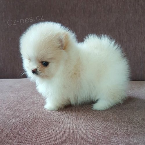 Mini pomeranian bez PP