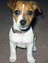 Jack Russell ..