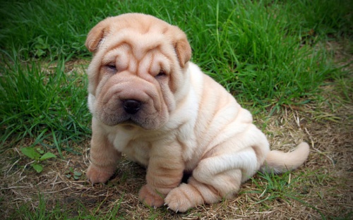 Očkovaná štěňata shar-pei na prodej