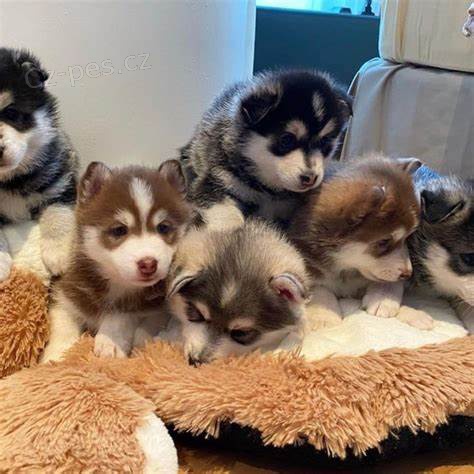 pomsky štěňátka k dispozici milující domovy.