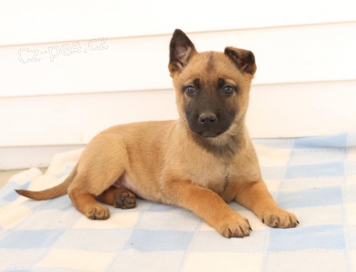 tata Belgick malinois  k dispozici