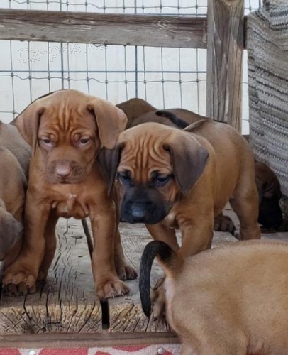 Štěňata Rhodéského ridgebacka k adopci